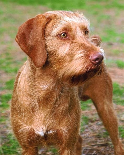 Wirehaired Vizsla | Vizsla puppies, Wirehaired vizsla, Vizsla