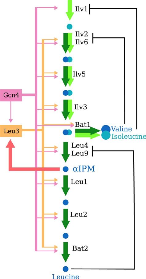 A Summary of the Leucine, Valine, and Isoleucine Biosynthesis Pathway... | Download Scientific ...