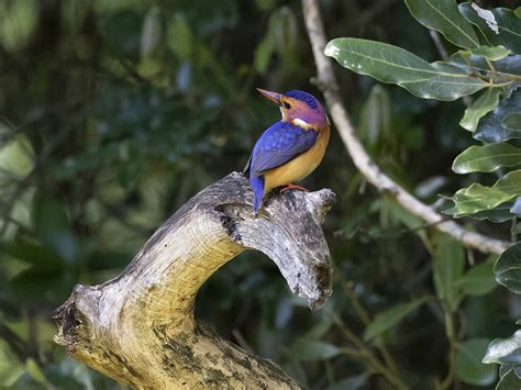 African Pygmy Kingfisher - Ispidina picta - Pygmékungsfiskare - Svartfoton.se - Christian ...