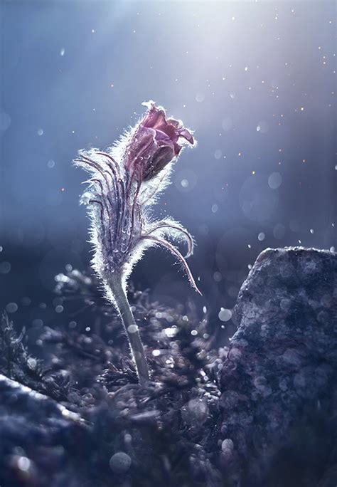 Wind Flower on Behance