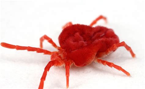 Real Monstrosities: Giant Red Velvet Mite