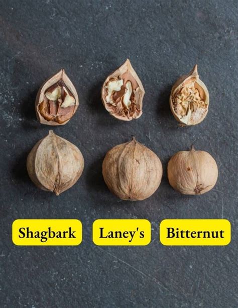 Shagbark Hickory Nuts: Harvesting, Cracking and Cooking