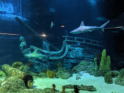 Moody Gardens Aquarium - SCUBAnauts International