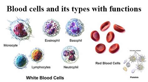 Blood cells and its types with functions