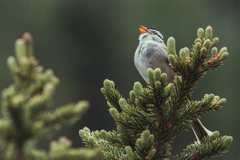 Bird song identification - Smart Bird ID