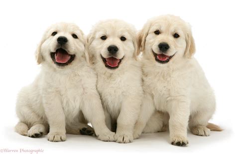 Recklessly: Happy Golden Retriever Puppy Photos