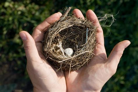 Small bird nest stock image. Image of white, future, palm - 18332377