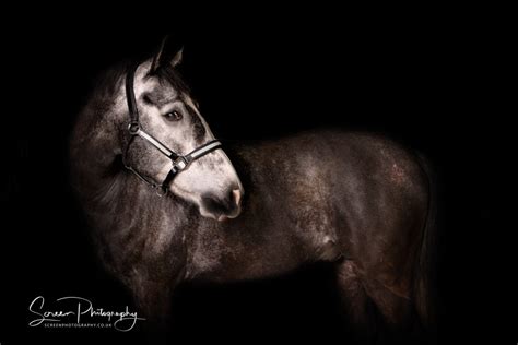 Nottingham & Derby Equine Portraits - Screen Photography