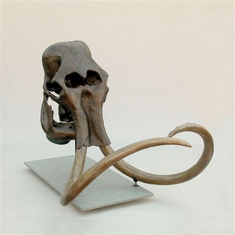 Woolly Mammoth Skull + Stand | Elephant skull, Skull and bones, Wooly mammoth