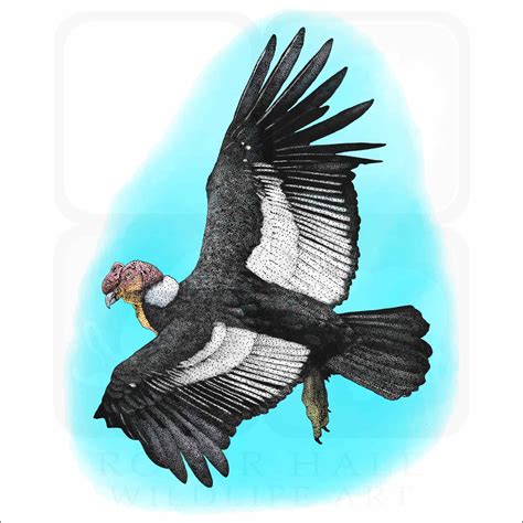 Andean Condor - Signed Fine Art Print - inkart