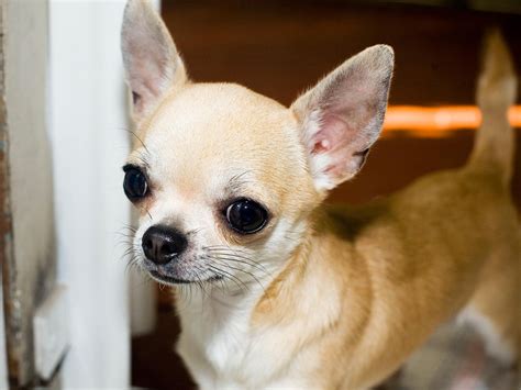 Cute Brown Chihuahua Puppy | All Puppies Pictures and Wallpapers ...