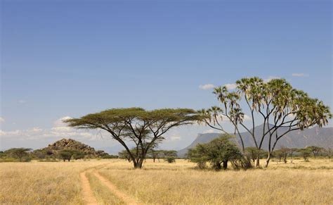 Jackalberry Tree African Savanna Plants - Pets Lovers