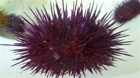 FEATURE | Sea urchin harvesting project underway in Mediterranean