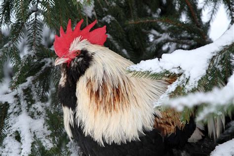 Cold-Weather Chicken Care: 11 Quick Ideas to Improve Chicken Comfort ...