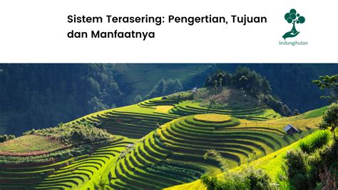 Sistem Terasering: Pengertian, Tujuan dan Manfaatnya (2022)