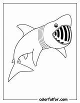 45 Free Printable Shark Coloring Pages  PDF Download Colorfulfor sketch template