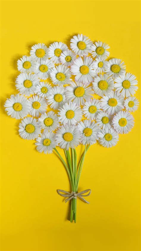 734 Hd Wallpaper Yellow Daisy Flower Pics - MyWeb