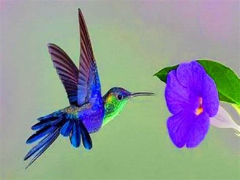 hummingbird flower - Google Search Hummingbird Pictures, Hummingbird Flowers, Hummingbird Tattoo ...