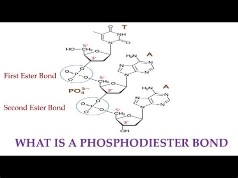 What is a Phosphodiester Bond - YouTube