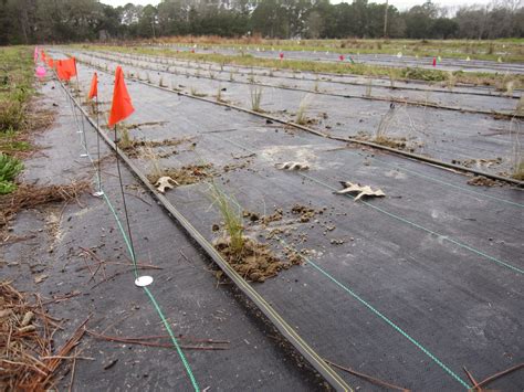 Our Neck of the Woods: Wiregrass planted!