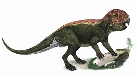 Lamaceratops Pictures & Facts - The Dinosaur Database