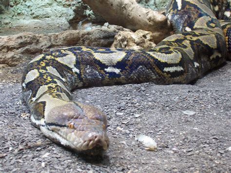 Python Reticulatus | Kevin Rodriguez Ortiz | Flickr