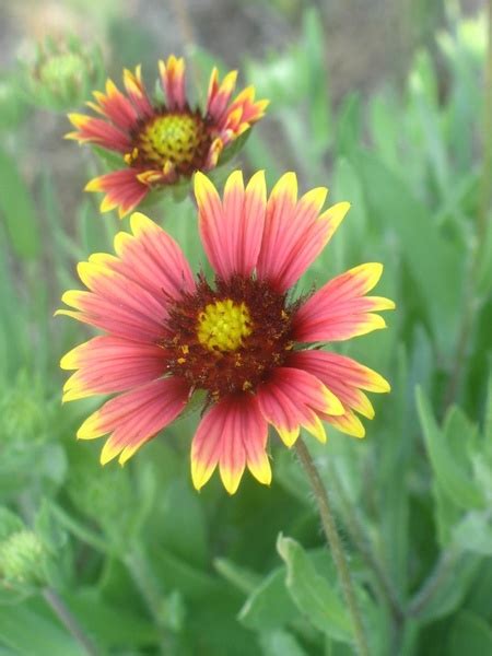 Red and yellow flowers beach flowers nature 236658 photos free download