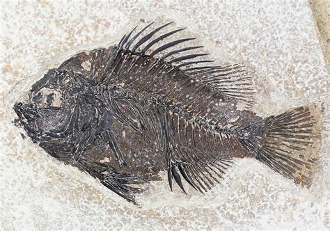 4.85" Priscacara Fossil Fish - Beautiful Presentation (#20817) For Sale ...