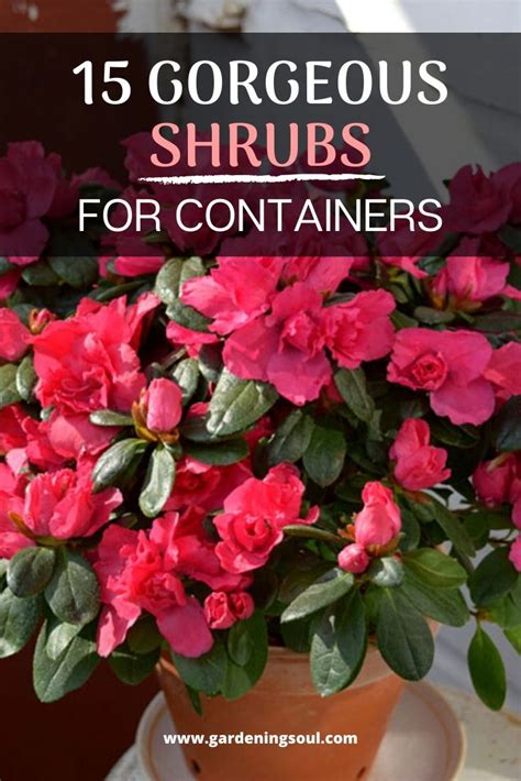 15 Gorgeous Shrubs for Containers