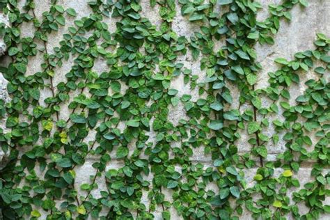 green creeper plant on wall | Plant wall, Creepers plants, Plants