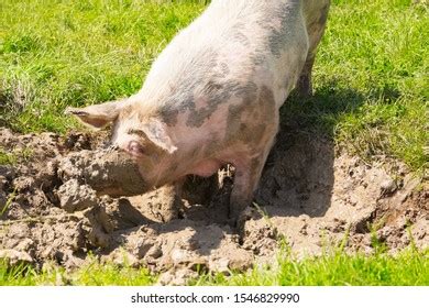 1,545 Pig bath Stock Photos, Images & Photography | Shutterstock