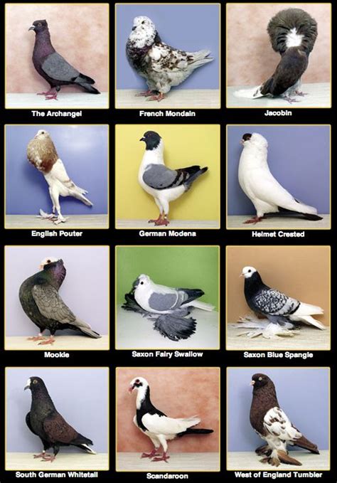 Image result for evolution of pigeon | Fancy pigeon, African lovebirds ...