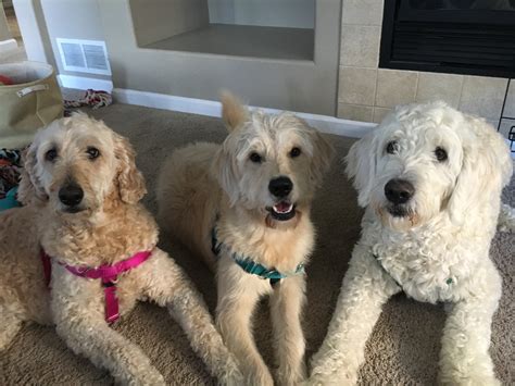 Some Kennel Training Helps a Newly Adopted Goldendoodle: Dog Gone Problems