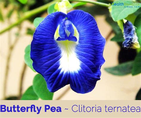 Butterfly Pea facts and health benefits