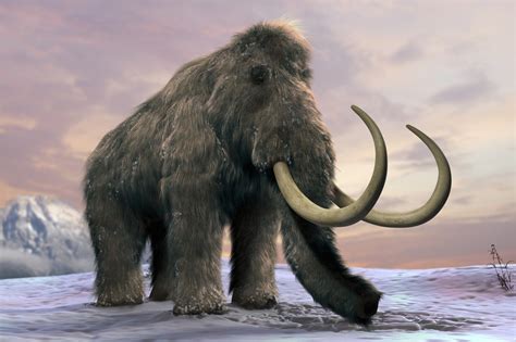 Woolly mammoths were ‘wiped out by humans AND climate change’ – and ...