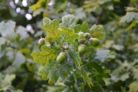 roble, bellotas, el fruto del árbol, árbol, comida, naturaleza, jardín, planta, crecimiento ...