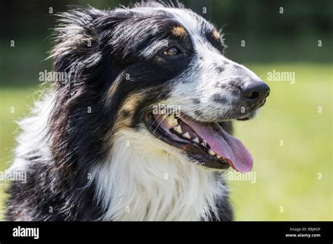 Collie Australian Shepherd Mix Dog Stock Photo - Alamy