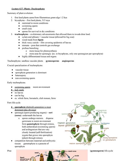 BIO 200 Ch 27 Tracheophytes - Lecture #27: Plants: Tracheophytes ...