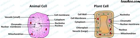 Plant Cell Diagram For Class 8 Plant Cell Class 8 Dia - vrogue.co