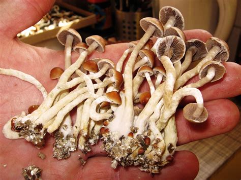 Denver Considers Telling Law Enforcement To Let 'Magic Mushrooms' Be : Shots - Health News : NPR