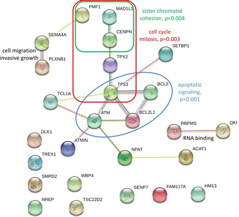 Protein-protein interaction map of human genes associated with LOY ...