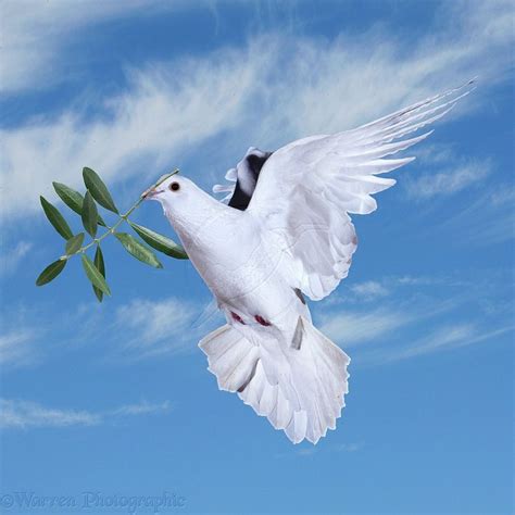 images of a peace dove | Peace dove | Güvercin, Güzel kuşlar, Poertre resimleri