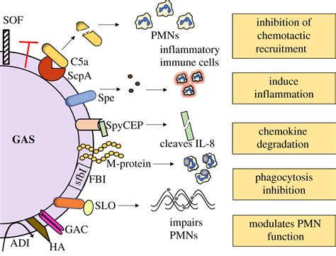 Toxic Shock Syndrome Pathogenesis