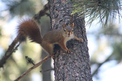 Red Squirrel (Tamiasciurus hudsonicus) - Jewel Cave National Monument ...