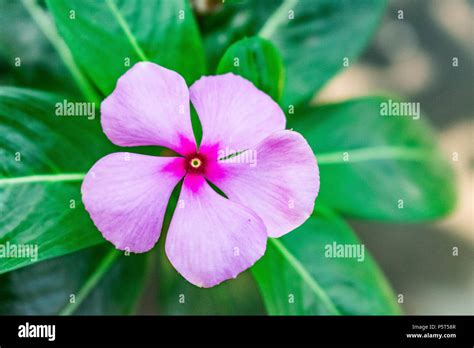 madagascar periwinkle Hot Five Petal Flower Five Petals Flower Plant ...