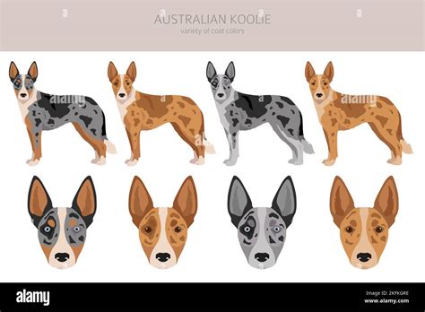 Australian koolie clipart. Different poses, coat colors set. vector ...