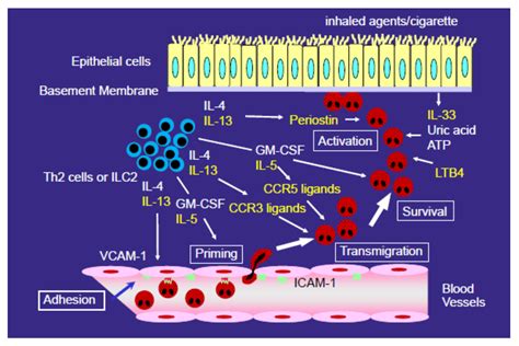 Biomolecules | Free Full-Text | Possible Mechanisms of Eosinophil Accumulation in Eosinophilic ...