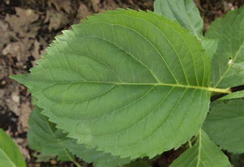 Hydrangea Macrophylla Leaf hydrangea macrophylla 39;altona39; – plants ...