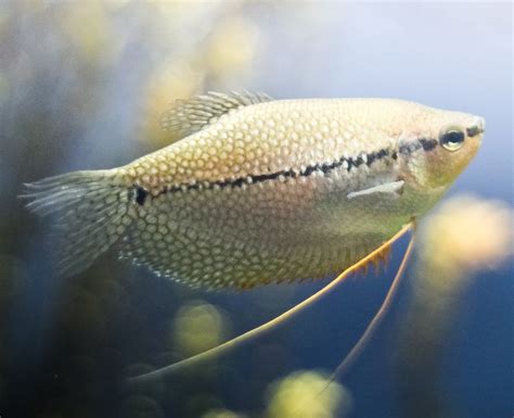 Gourami Care and Breeding