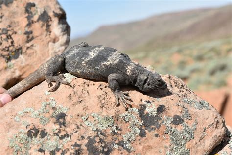 Common Chuckwalla in May 2020 by chris jensen · iNaturalist